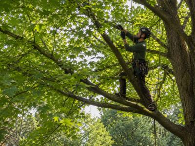 Climber braced in the upper crown of a century-lot silver maple