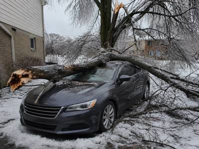Storm-toppled limb across a driveway on a narrow Riverdale street