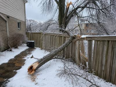Split branch resting against a backyard fence after high winds