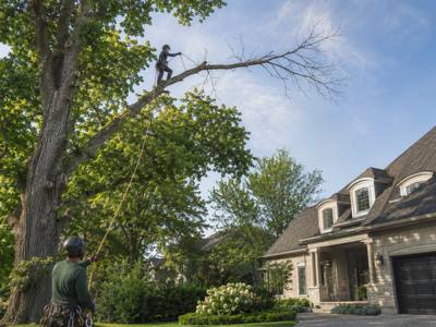 Dead wood hanging low over a front walk between two semis