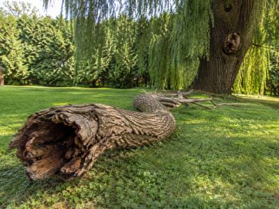 Section of a hollowed trunk laid out on the lawn after a takedown