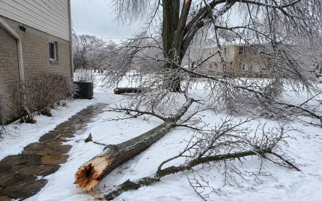 Broken limb snapped off at the trunk and resting across a narrow side path