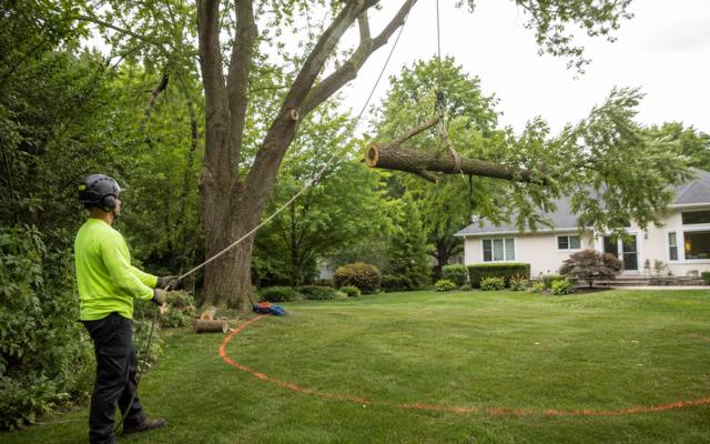 Ground crew lowering a cut section on a rigging line during a tight-access removal