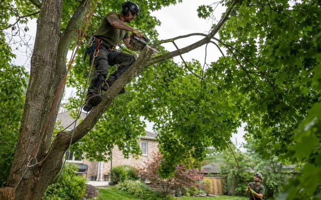 Hand pruning cut being made high in a mature street maple